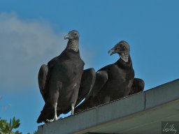 Florida_2007-2008-050